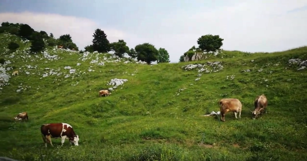 Foto_Mucche_al_Pascolo_Malga_Celant